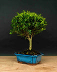Testowe bonsai