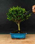 Testowe bonsai