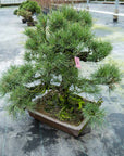Pinus Thunbergii nr.02